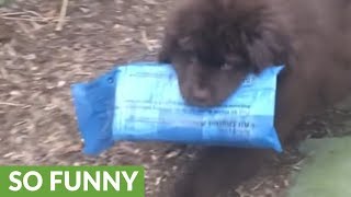 Strong Newfoundland puppy learns to deliver the paper [upl. by Eidnak361]