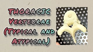 THORACIC VERTEBRAE  Typical and Atypical [upl. by Kalasky]