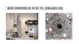 H21 Cellen menselijke en dierlijke cellen met uitleg [upl. by Amled]