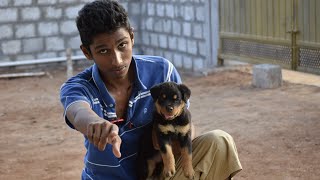 Rottweiler  பண்புகள் Information  தமிழ் [upl. by Shetrit]