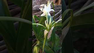 Crinum de flor blanca [upl. by Akirre]