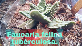 Faucaria felina tuberculosa cuidados y reproducción [upl. by Asiat]