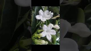 Jasmine Stephanotisfloribundabeautiful flower vine fragrant blooms garden love gardening [upl. by Nidnal]