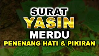 MUROTTAL ALQURAN MERDU SURAT YASIN MERDU MENYENTUH HATI MUROTTAL ALQURAN PENENANG HATI DAN PIKIRAN [upl. by Trilley68]