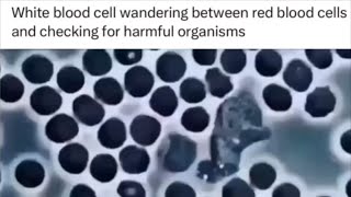 How White Blood Cells Patrol Red Blood Cells INTERESTING [upl. by Yggam]