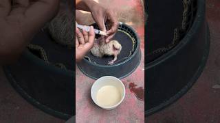 Baby pigeon handfeeding pigeon feeding feeding kabootar babypigeon pigeontreatment [upl. by Ullman]