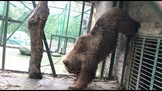 🧸 BROWN BEAR 🧸 BAALU  Dachigam National park  Kashmir  🧸👌🏾 [upl. by Retsevlys]