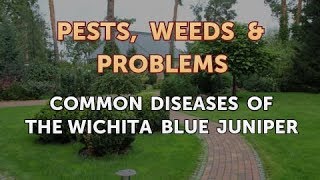 Common Diseases of the Wichita Blue Juniper [upl. by Eelrahs406]