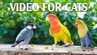 🔴 LIVE Birds Chirping and Flying – The Ultimate Video for Cats to Watch  CatTV Central [upl. by Aerdied580]