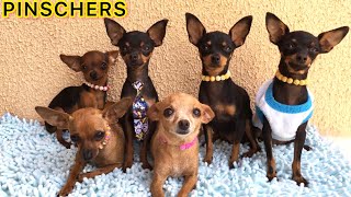 11 MANEIRAS DE OS CACHORROS PINSCHERS DIZEREM ´´EU TE AMO  Vídeo Fantástico  PINSCHER FILHOTES [upl. by Shaina]