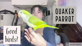 Guide to owning a Quaker ParrotMonk Parakeet What its like [upl. by Elokcin]