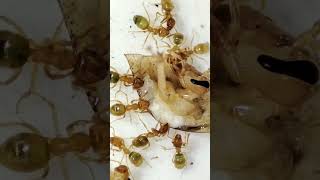 Lasius Flavus ants having a feast part 3 macro edsants weloveants antsinvasion cute [upl. by Nageam]