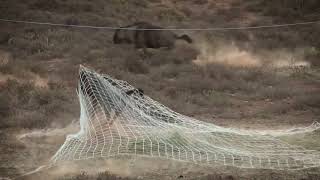 De Dam Game Capture Net by the Capture Company South Africa Wildebeest Tag and Release [upl. by Guinevere]