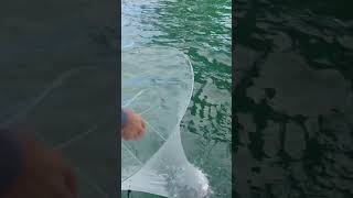 Hoop Net that helps you catch live bait for a full day of fishing fishing livebait tampa [upl. by Ama13]