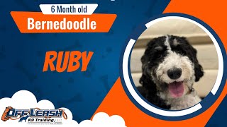 Amazing Transformation  Ruby  Bernedoodle [upl. by Anomar]