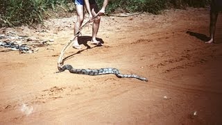 Chitãozinho e Xororó  CAIPIRA BICHO DO MATO [upl. by Esimorp]