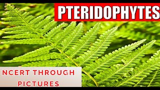 Plant kingdom 06PTERIDOPHYTES Class 11 CBSE NCERT  NEET  NCERT through pictures Part 1 [upl. by Almeda]