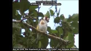 Stieglitz Distelfink  Carduelis carduelis [upl. by Lorelie]