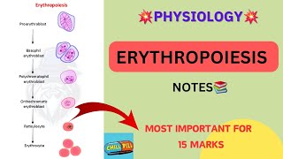 ERYTHROPOIESIS NOTES📚Physiology  Physiotherapy 1styear💥 [upl. by Ahsoj]