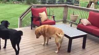 Dog howls with tornado siren [upl. by Flori]