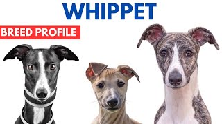 Whippet Breed Profile History  Price  Traits  Whippet Grooming Needs  Lifespan [upl. by Noryk595]