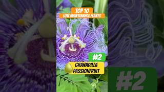 Granadilla Passionfruit Vine become virtually indestructible once it takes off easyplants garden [upl. by Yrevi]