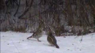 Ruffed Grouse Mating Dance [upl. by Bryana]