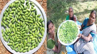 சர்க்கரை நோயை குறைக்கும் காட்டு கோவக்காய் பொரியல்  Kovakkai  IVY GOURD Fry in Tamil [upl. by Michey]