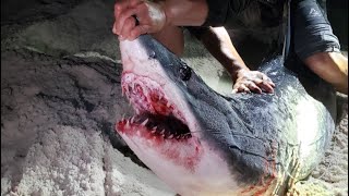 Land based shark fishing  Florida MAKO caught off the beach [upl. by Jonina]