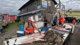 Watch This Ladys Fish Filleting Skills in Action This Lady Is A Fish Cleaning Machine Part 2 [upl. by Maribel]