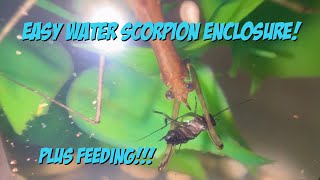 Easy Water Scorpion Enclosure Plus Feeding [upl. by Etteniotnna]