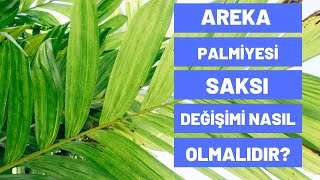 Areka Palmiyesi Saksı Değişimi Nasıl Olmalıdır [upl. by Hafital128]