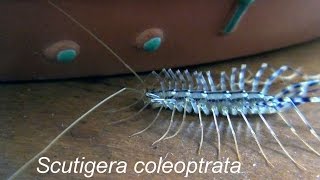 Scutigera coleoptrata [upl. by Chemaram]