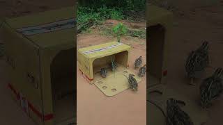 Sustainable Survival Traps  Easy Animal Traps Video With Quick Bird Trap shorts animaltrap birds [upl. by Esiocnarf]