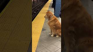 goldenretriever This Golden Retriever follows the rules and firmly refuses to cross the line [upl. by Nawuq]