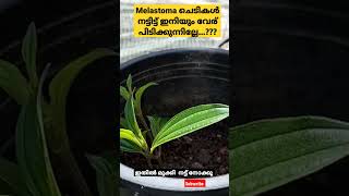 Melastoma തൈകൾ വളരെ എളുപ്പത്തിൽ ഉണ്ടാക്കാം but ഇതൊക്കെ ശ്രദ്ധിക്കണംMelastoma garden [upl. by Feliza823]