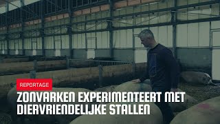 Zonvarken experimenteert met diervriendelijke stallen [upl. by Kimbell]