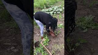 my life after retirement transplanting watermelon 🍉 seedlings [upl. by Nnyre795]