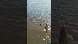 Pesca en el rio Uruguay con Huguito [upl. by Lanfri329]