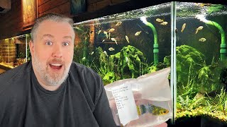 Where Do I Buy My Aquarium Fish My Favorite Online Retailer [upl. by Alidus]