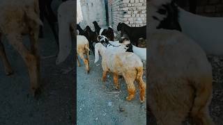 Goats Group shorts viral animals youtubeshorts goat [upl. by Elcarim]