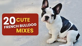 Cutest French Bulldog Crossbreeds – Top 20 Picks [upl. by Ybot]