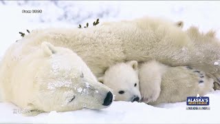 First avian influenza death of Alaska polar bear reflects growing spread of virus [upl. by Eintroc]