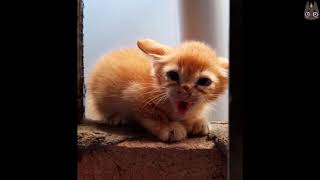 Adorable Kittens Who Are Angry A Compilation [upl. by Lucila]