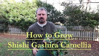 How to grow Shishi Gashira Sasanqua Camellia Beautiful Low Growing Pink Camellia [upl. by Yeuh]