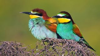 Reclamo de ABEJARUCO EUROPEO Merops apiaster 80 [upl. by Lehcor276]