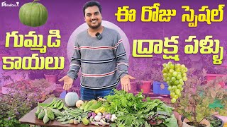 Harvesting Vegetables from our garden ఈరోజు స్పెషల్ గుమ్మడి కాయలు ద్రాక్షా పళ్ళు [upl. by Eniamzaj]