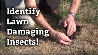 Identifying Lawn Damaging Insects l Expert Lawn Care Tips [upl. by Wood646]