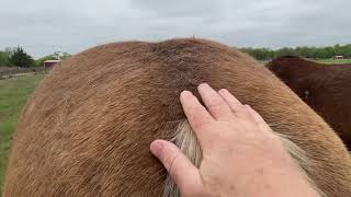 Sneaking Mr T Food Without Buddy Boy Having A Fit  Feeding Horses Some Hay [upl. by Sou]