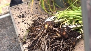 Replanting Daffodil Bulbs  At Home With P Allen Smith [upl. by Erdried]